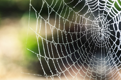 spider-silk-1287407_1280