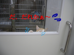 BlogPaint