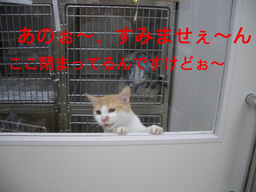 BlogPaint