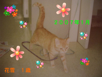 BlogPaint