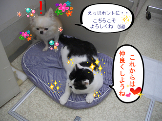 BlogPaint