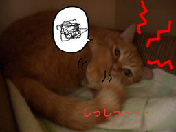 BlogPaint