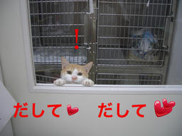 BlogPaint