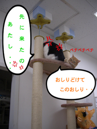BlogPaint