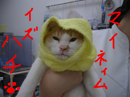 BlogPaint
