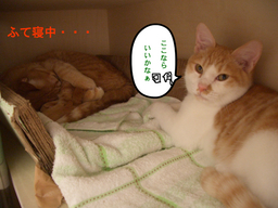 BlogPaint