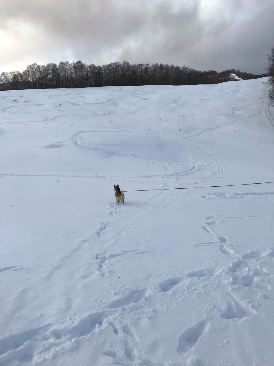 LINE_P20181124_170704735