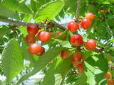 sweet cherry