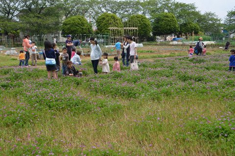 れんげ畑で遊ぶ