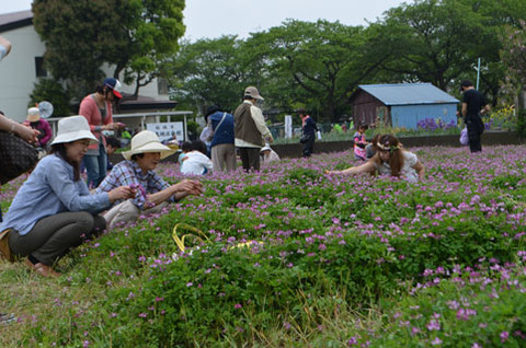 れんげの首輪づくり