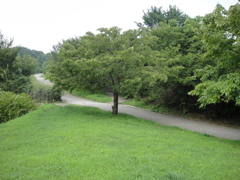 DSC00699