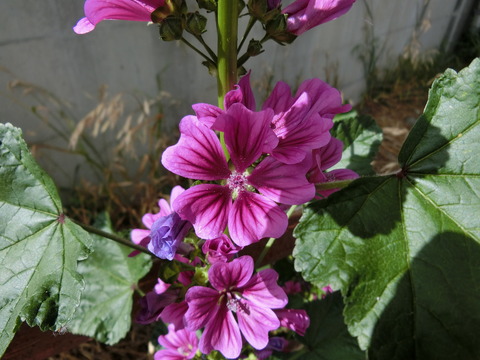 CIMG9550