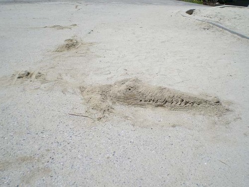 sand alligator