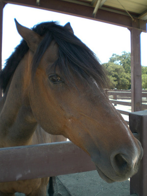 horse