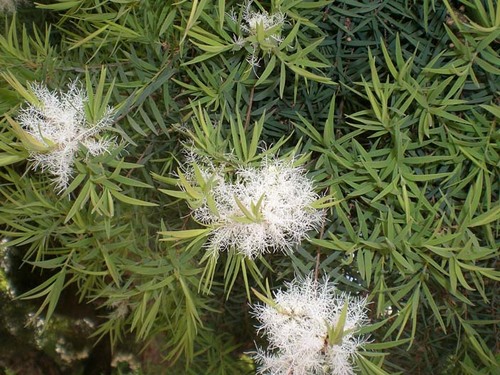 学校近くの木の花2