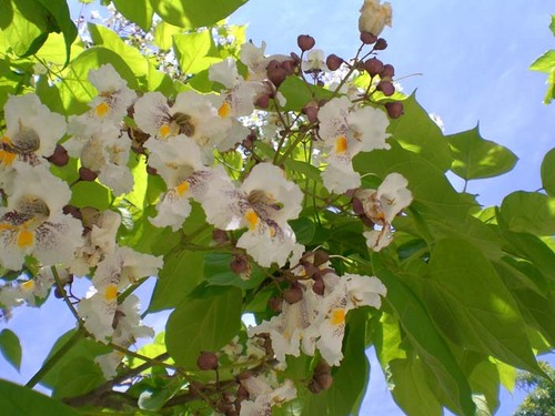 校庭の花