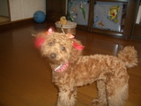 coco