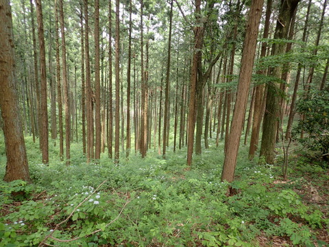 P5240109