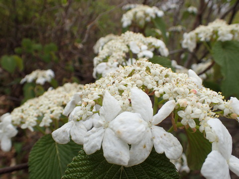 P5010029