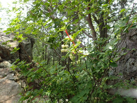 P5240083