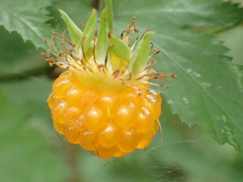 P5240106
