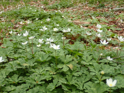 P4170234
