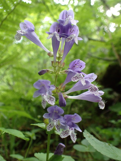 P6110453