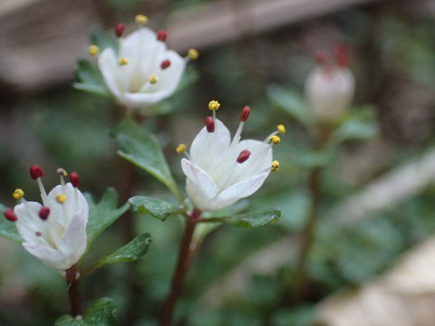 P4130033