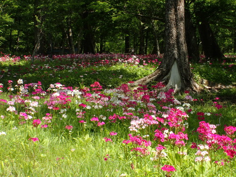 P6130106