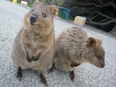 クアッカワラビ―_01