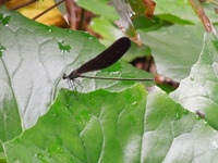 DSCN9464