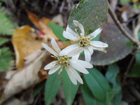 DSCN0633