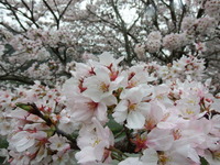DSCF0951