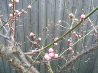 RIMG0517