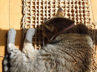 DSCN6078