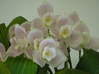 DSCN4690