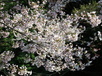DSCF1252