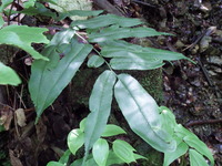 DSCF7482