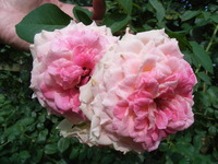 RIMG0566
