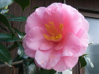 RIMG0729