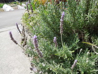 DSCN8767