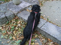 RIMG0737