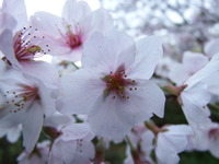 DSCF1415
