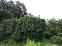 20150801_073525