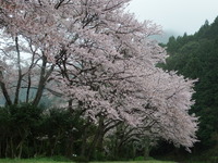 DSCF1113