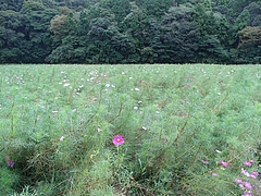 RIMG0432