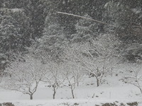 DSCF3705