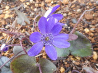 DSCN0518