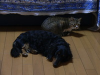 RIMG0529