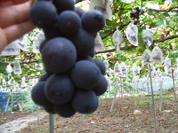 RIMG0927